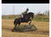 16hh 8year old Tb Mare