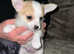 2 Sweet & Unique Chorkie Puppies Ready for Loving Homes