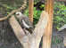 Male Cockatiel
