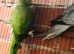 Indian ringneck parrot for sale