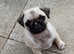 Pug puppy