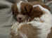 King Charles male and female