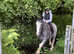 Maxi Cob Gelding