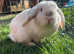 1 year old mini lop male