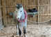 Very well bred sec a filly
