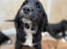 Spangolds 3/4 retriever - 1/4 ESS