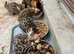 Bengal kittens for sale