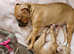 Female bullmastiff