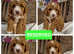 Bordoodle x colliepoo puppies ready now (Health tested)