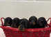 Beautiful KC registered Miniature Dachshund