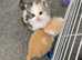 BRITISH LONGHAIR KITTENS 4 AVAILABLE
