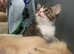 Kitten for sale
