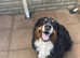 Female Bernese mountain dog