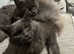 Pure bred Maine coons for Sale ready to leave now