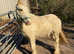 Lovely palomino cob gelding