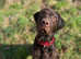 Labrador x Wirehaired Vizsla
