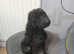 Small miniature poodle female