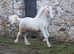 Kilnstown Frostfire SOLD