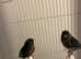 BLACK CANARIES (PAIR)