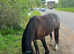 13/13.1hh looking for new home