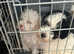 miniature poodle/cairn-terrier PUPPIES 1boy 3 girls