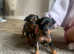 RARE BLACK & TAN MERLE BEAUTIFUL MINIATURE PINSCHER GIRL