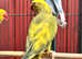 Stunning baby pied yellow Indian ringnick