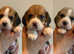 Beautiful KC Beagle Puppies