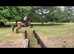 15.2 Irish mare
