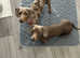 Full Kc PRA clear Miniature Dachshund dog