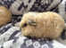 Swiss baby Guinea pigs