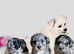 Silver Merle Poochon puppies