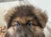 Rare kcreg white and  blue carrying Isabella German shepherd pups