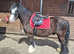 Ash 13.2hh cob gelding