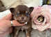 Beautiful tiny chocolate and tan pedigree longcoat GIRL