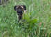 Nala cane corso