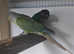 Breeding pair of conures