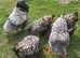 Wyandottes; Gold and / or Silver Laced Hatching Eggs x6