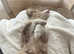 Teacup Australian Shepherd Male, Red Merle