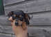 Miniature dachshund