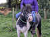 Pretty coloured mare rising 5 .12.3/13hh  dartmoor hill pony pi