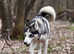 10 beautiful Shepskys