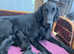 Flatcoated Retriever Puppies ready to leave end of February