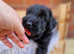 KC REGISTERED Giant Schnauzer puppies DNA/BVA eye tested/ HIP