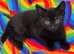 Gorgeous kittens, Tabby & Black ready now!!