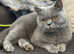 4 beautiful white and grey British short hairs