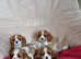 Adorable Cavalier king charles spaniel puppies