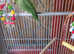 Indian RingNeck Parrot