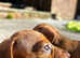 Five little mini dachshund looking for new homes