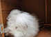 Pure white female angora